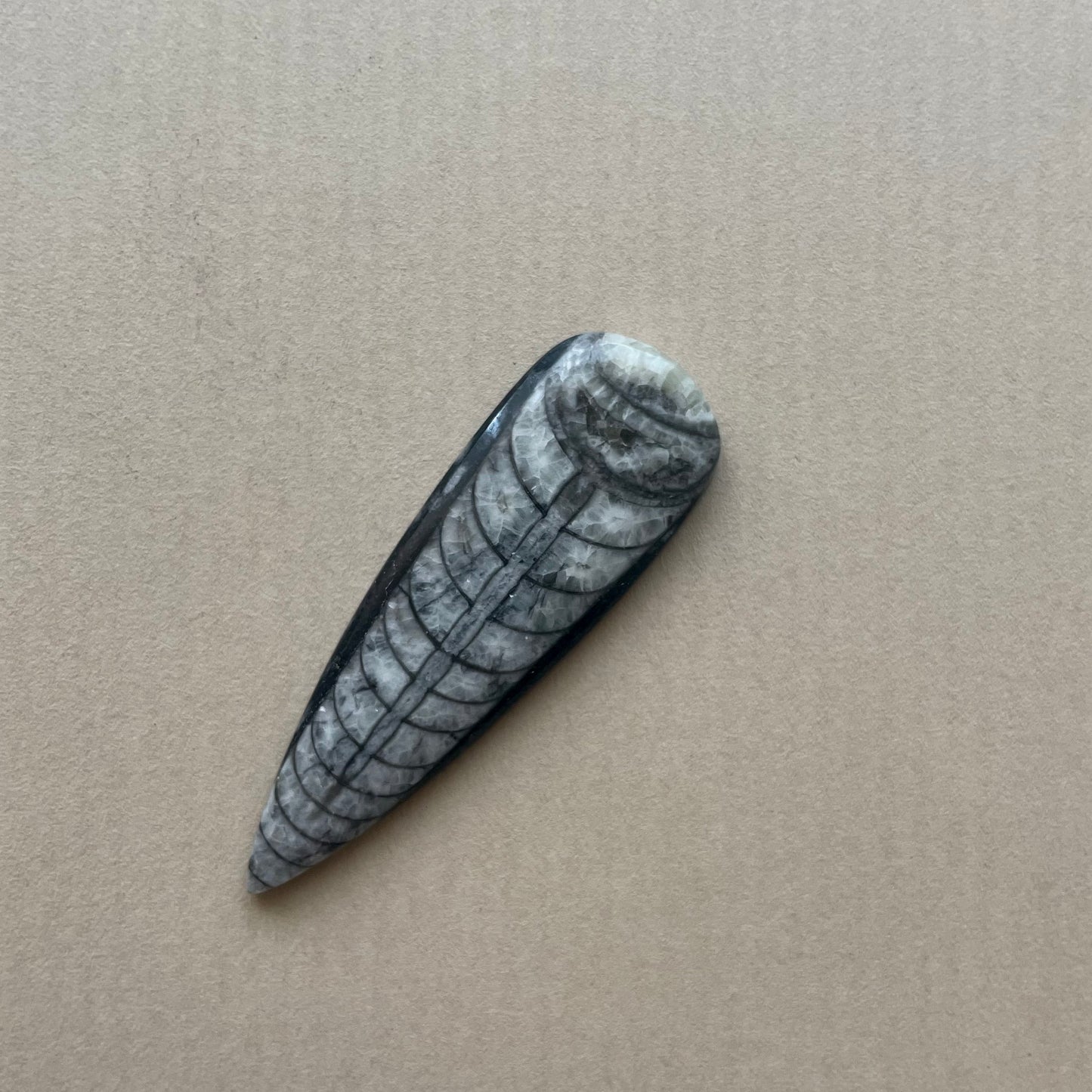 Orthoceras