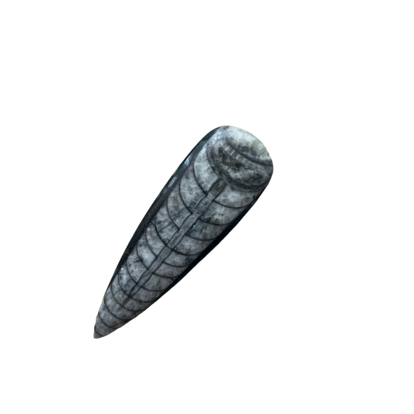 Orthoceras