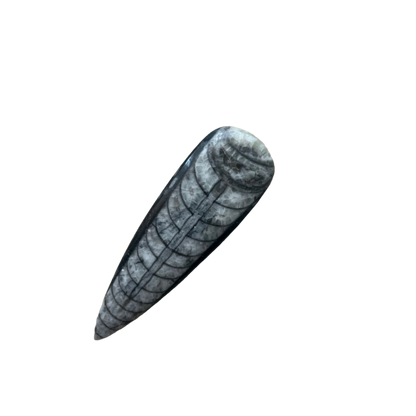 Orthoceras